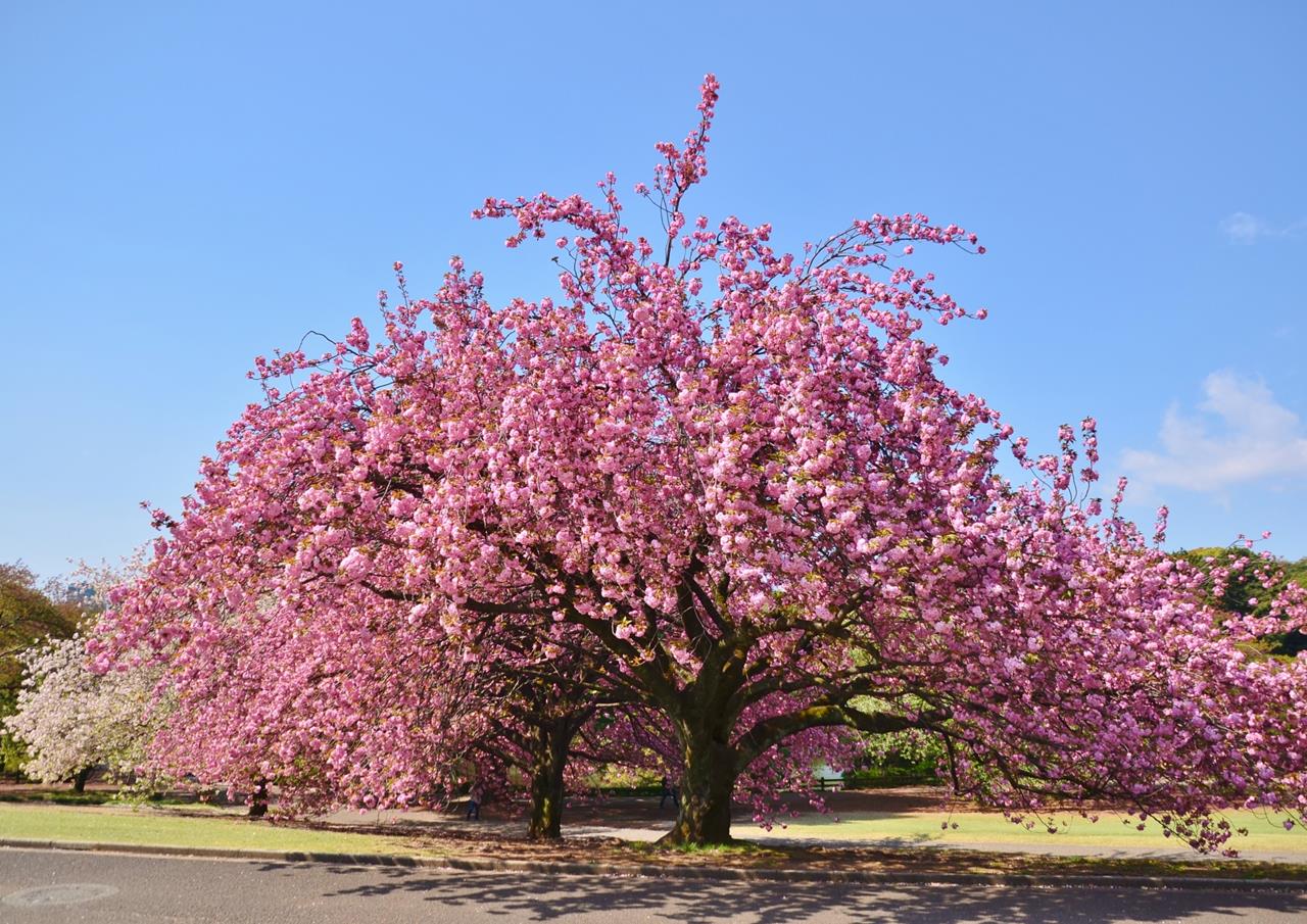 新宿御苑の桜のブログ画像