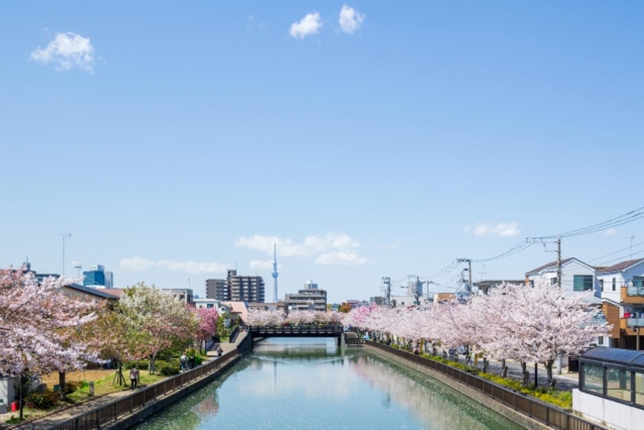新川千本桜のブログ画像