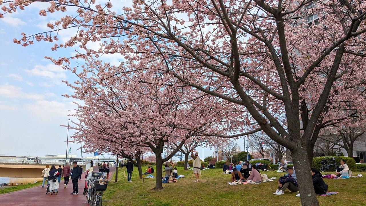 汐入公園の大寒桜のブログ画像