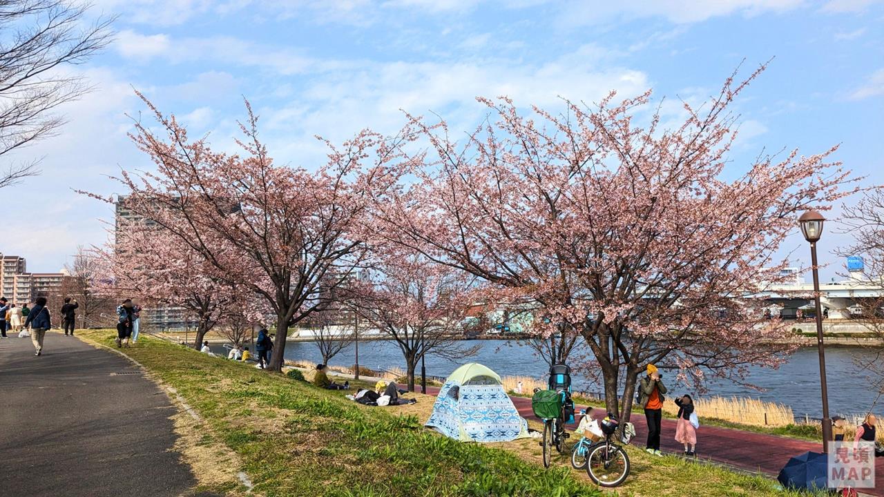 汐入公園の大寒桜のブログ画像