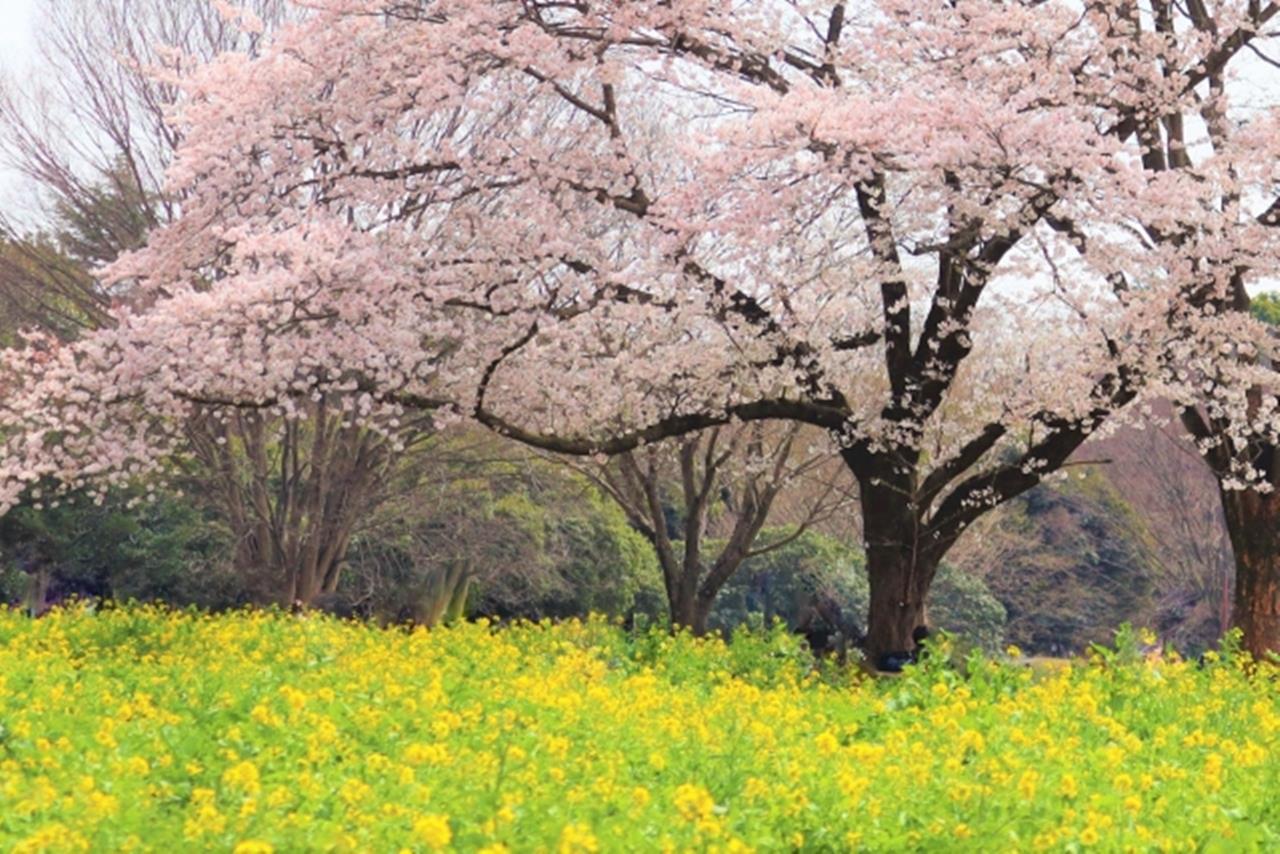 国営昭和記念公園の桜と菜の花のブログ画像