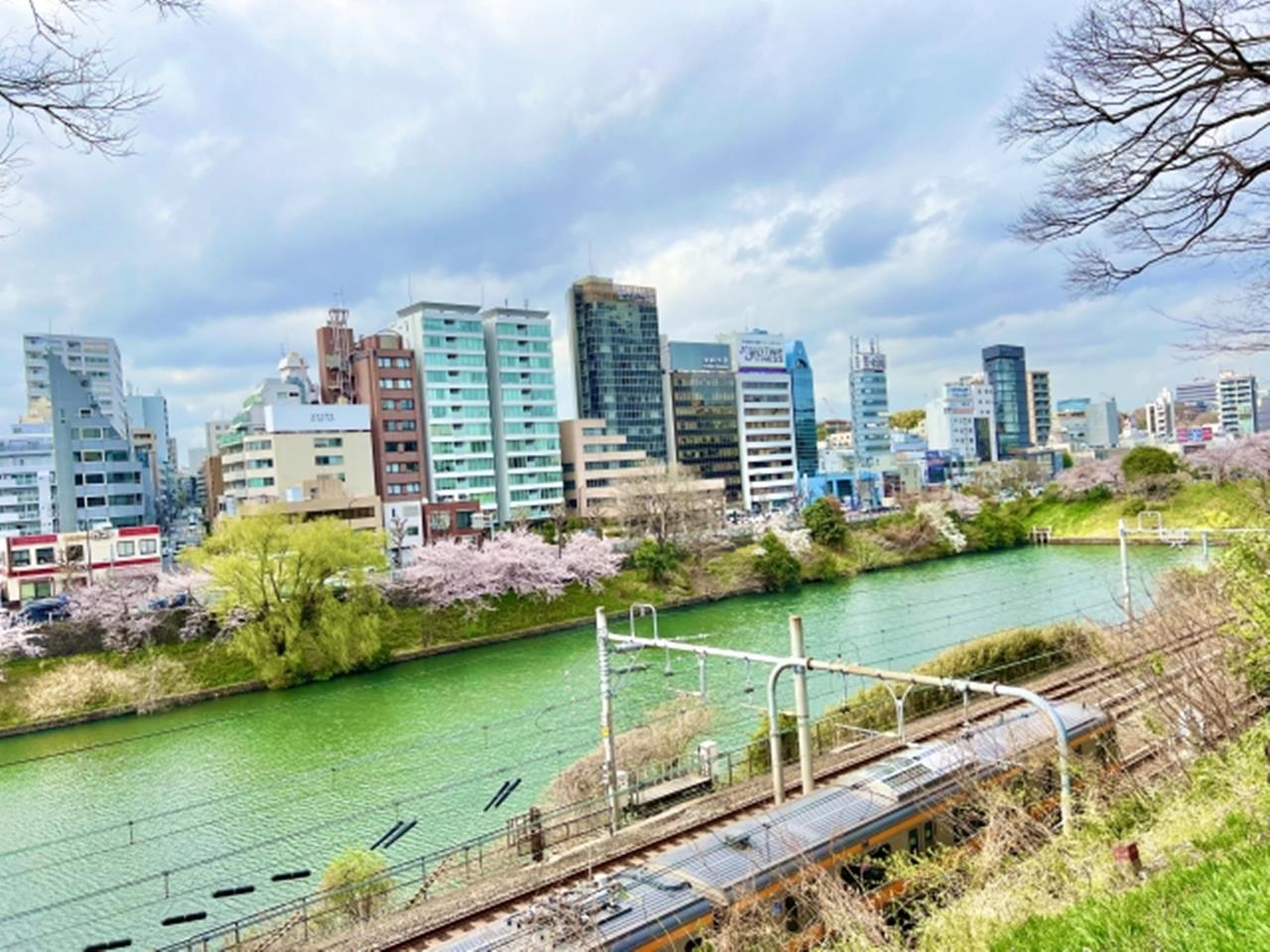 外濠公園の桜のブログ画像