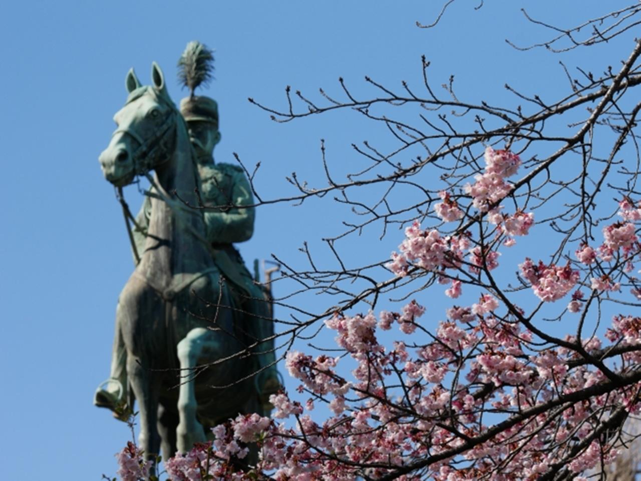 上野恩賜公園の早咲き桜のブログ画像