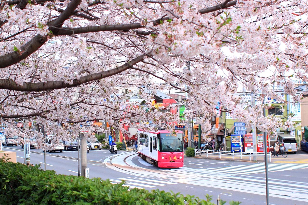 飛鳥山公園の桜のブログ画像