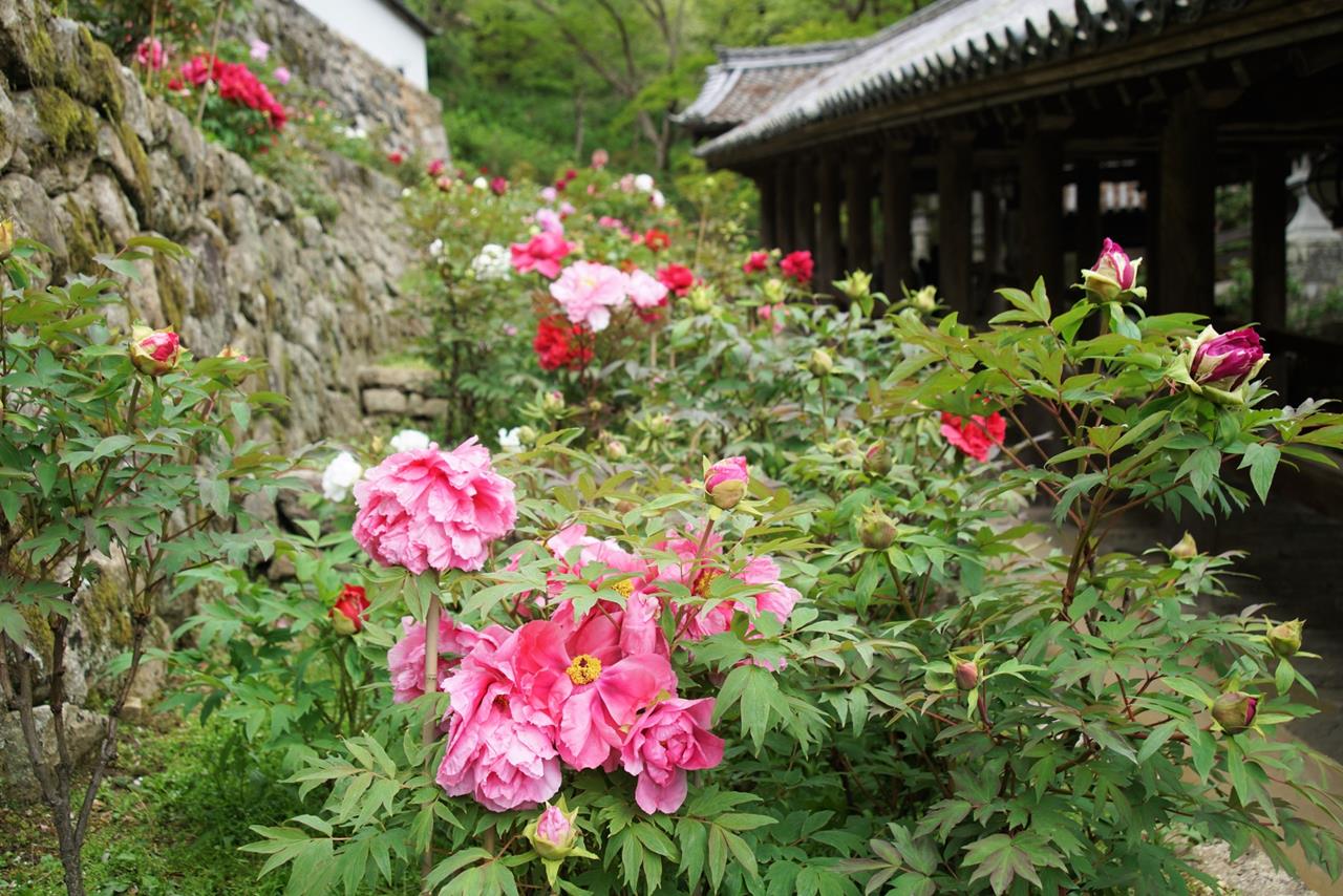 長谷寺（奈良県桜井市）の牡丹のブログ画像