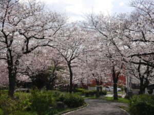 東綾瀬公園の桜のブログ画像