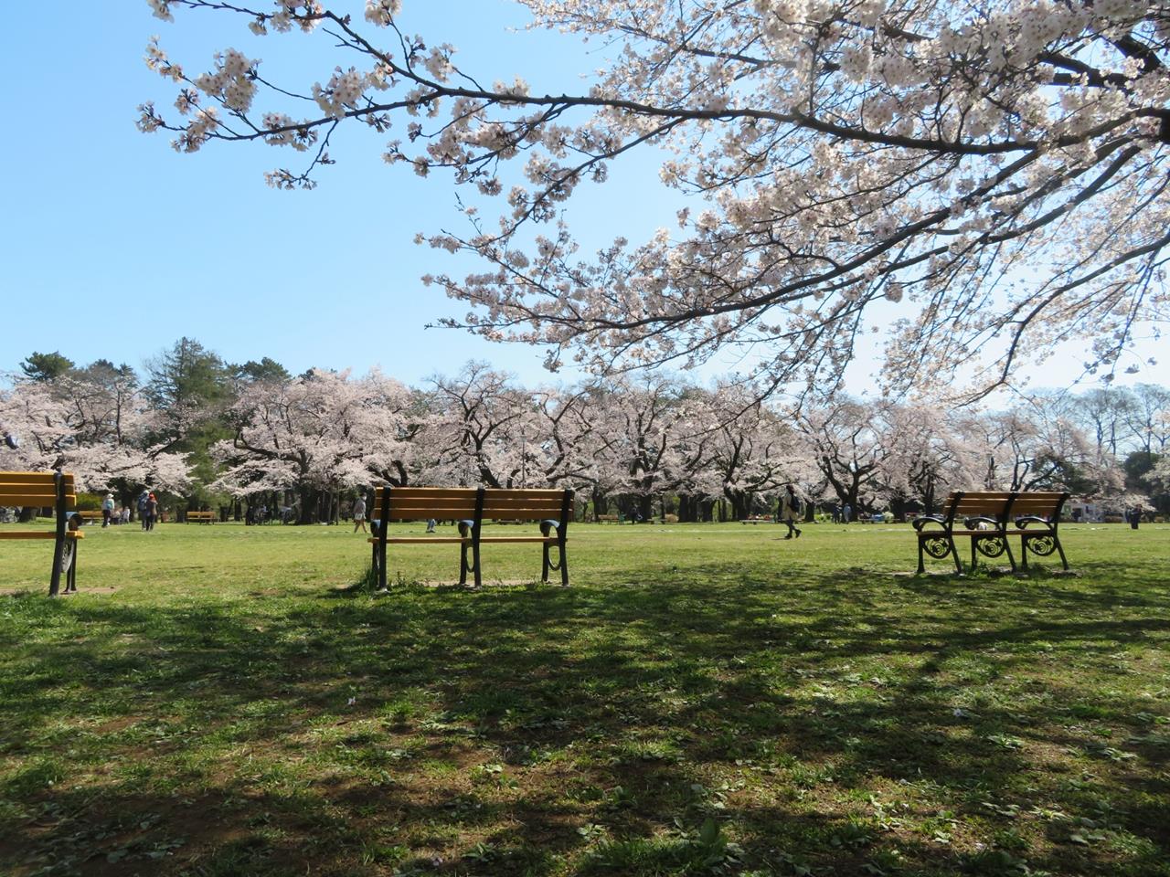 小金井公園の桜のブログ画像