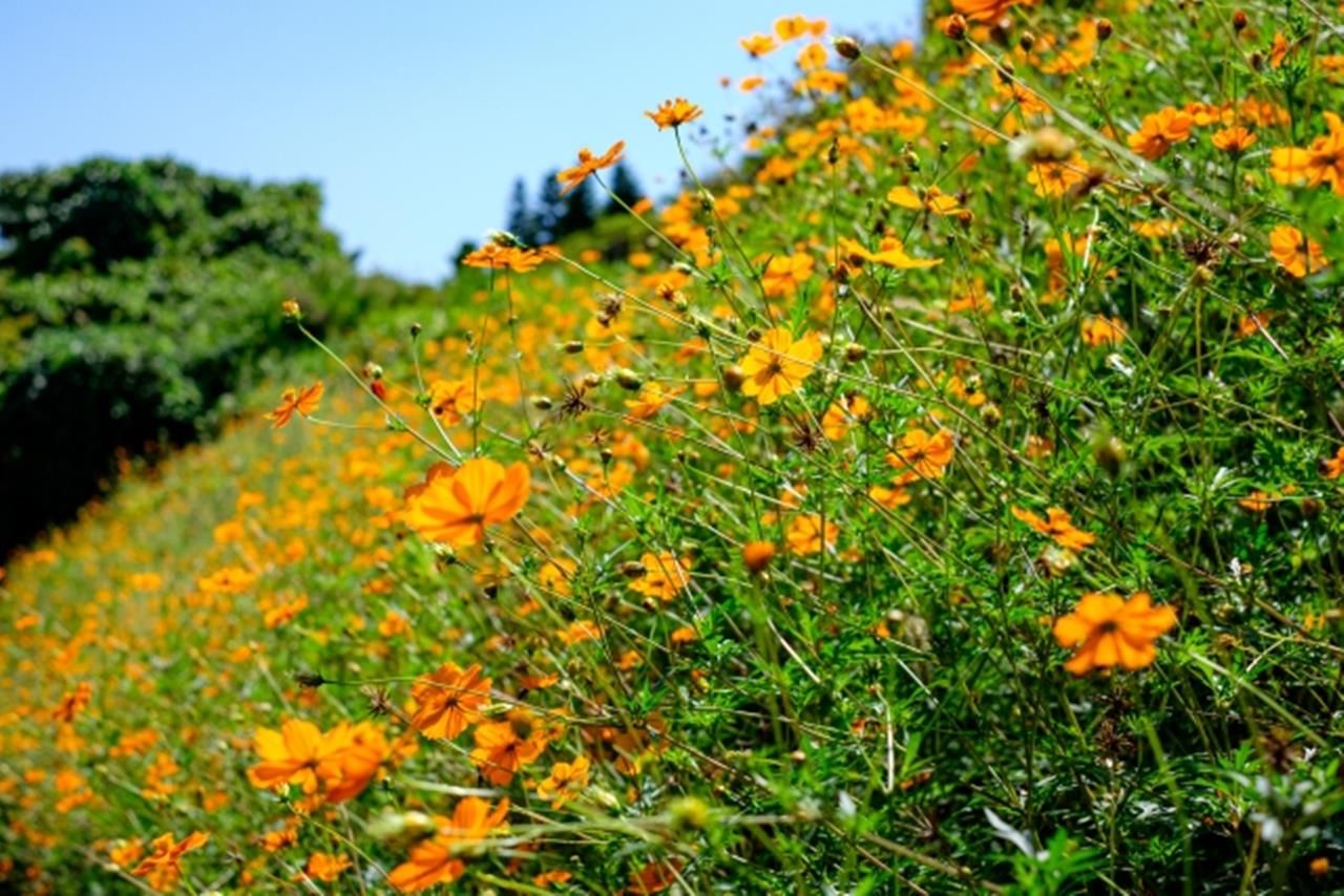 くりはま花の国のコスモス