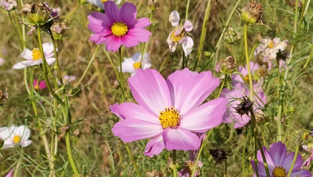 くりはま花の国のコスモス