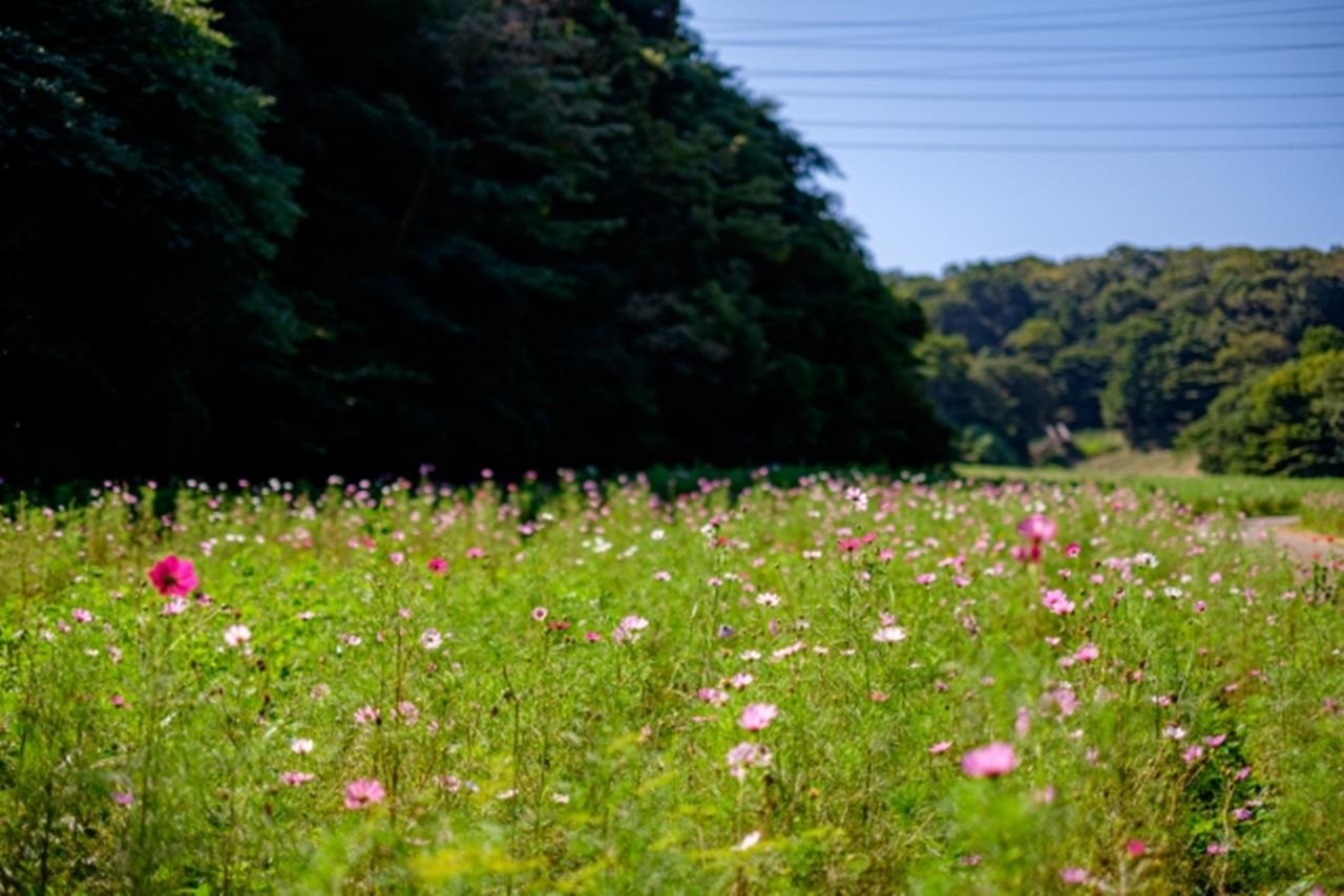 くりはま花の国のコスモス