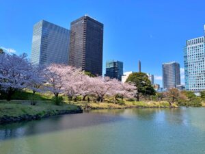 旧芝離宮恩賜庭園の桜のブログ画像