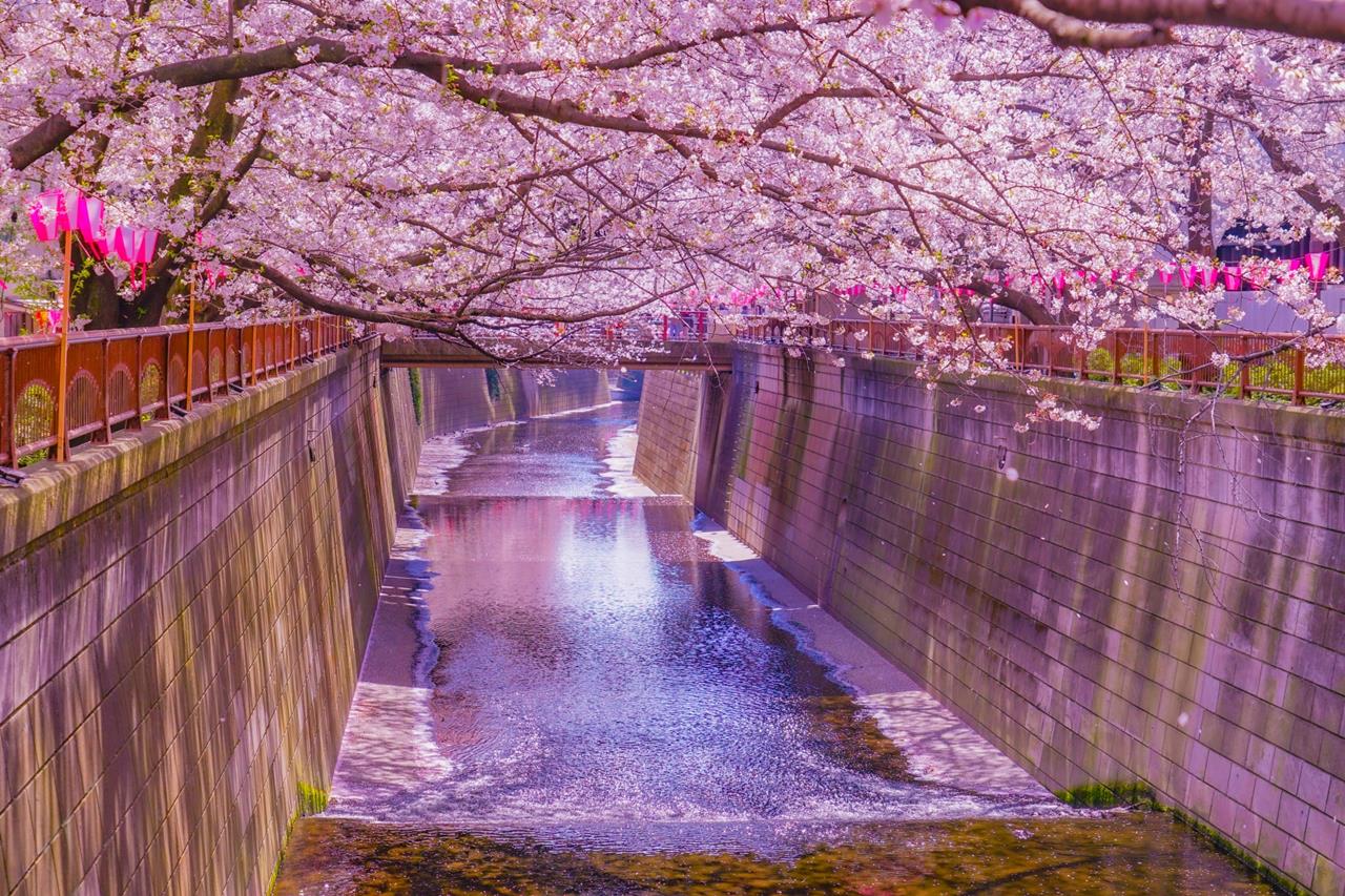 目黒川の桜のブログ画像