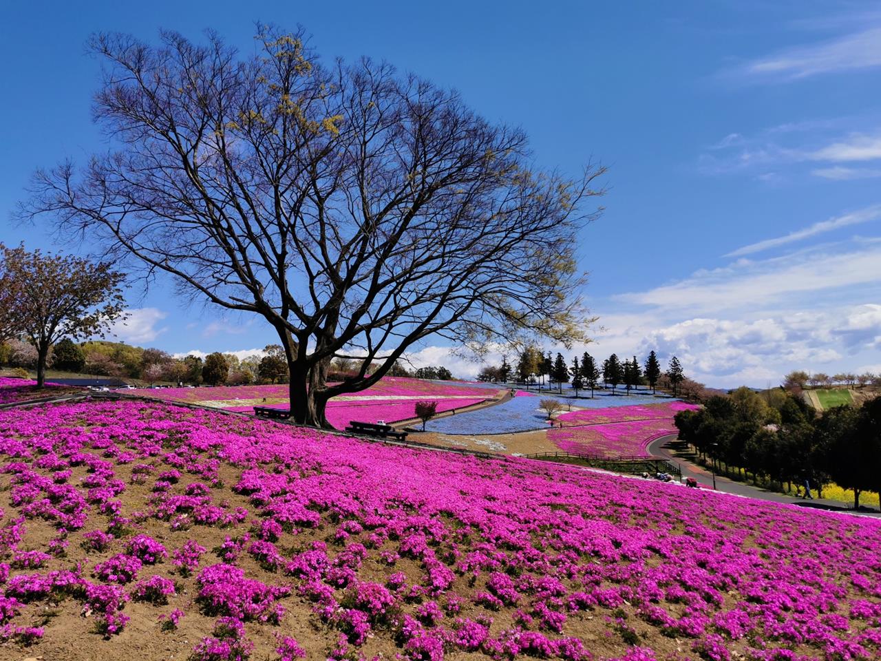 太田市北部運動公園の芝桜