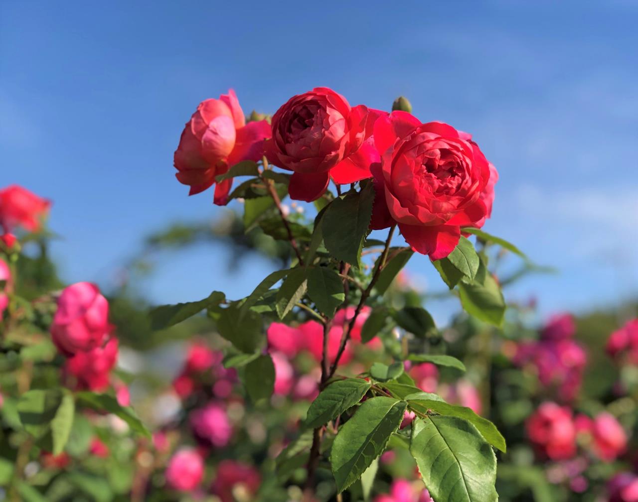 泉南市農業公園「花咲きファーム」のバラ