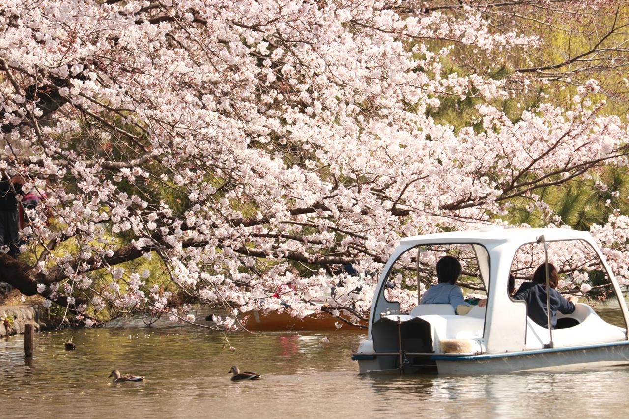 石神井公園の桜のブログ画像