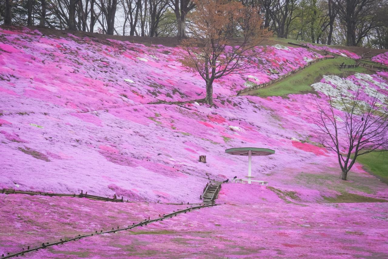 太陽の丘えんがる公園の芝桜