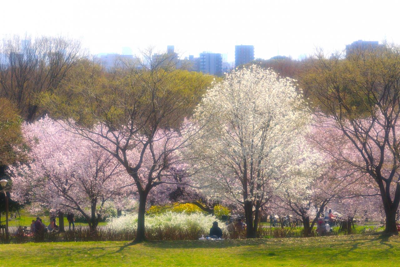 舎人公園の桜のブログ画像
