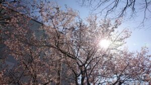 戸山公園の桜のブログ画像