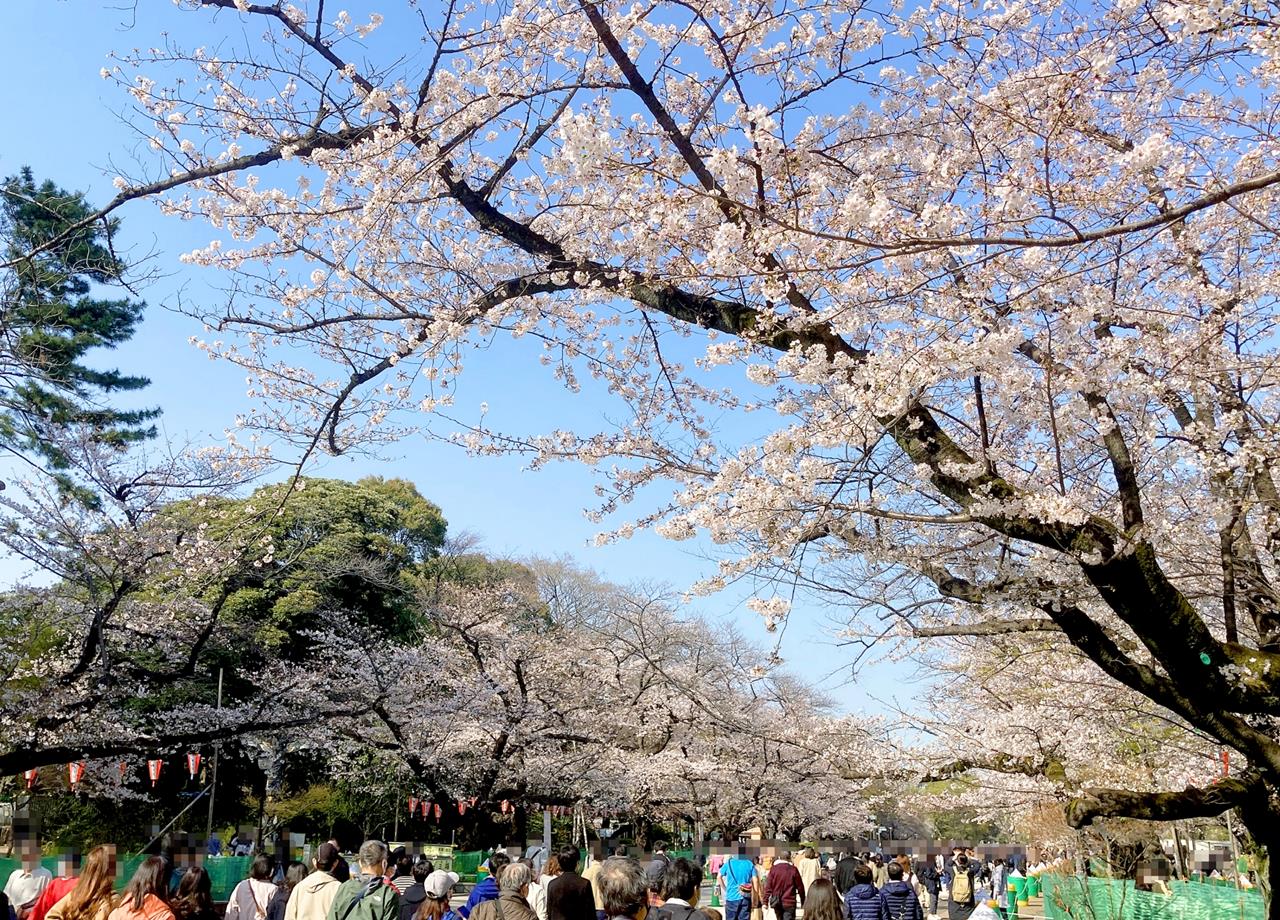 上野恩賜公園の桜のブログ画像