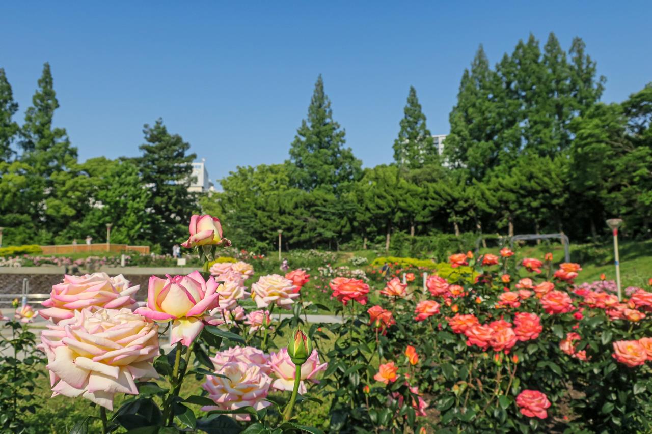 靭公園のバラ