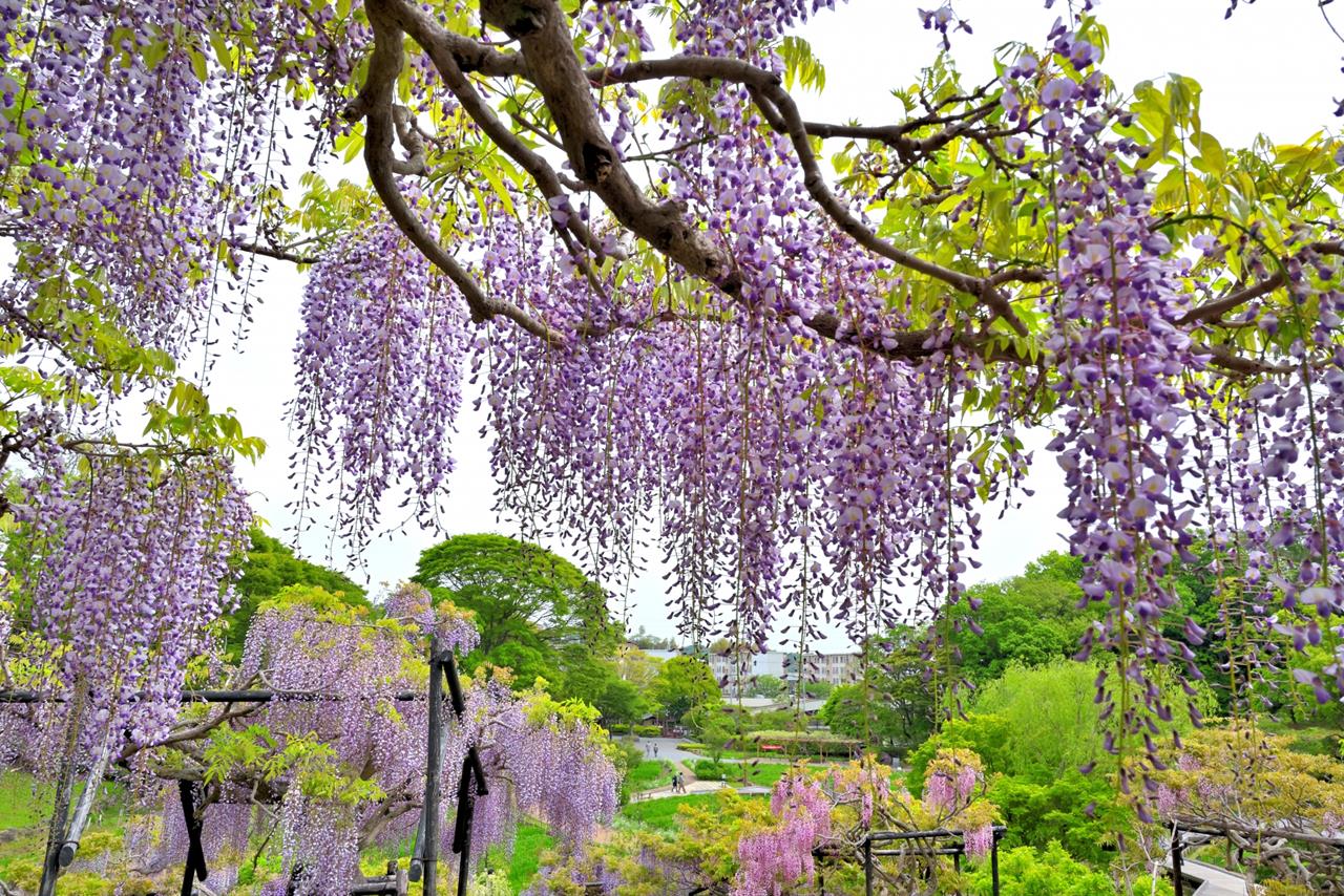 横須賀しょうぶ園の藤