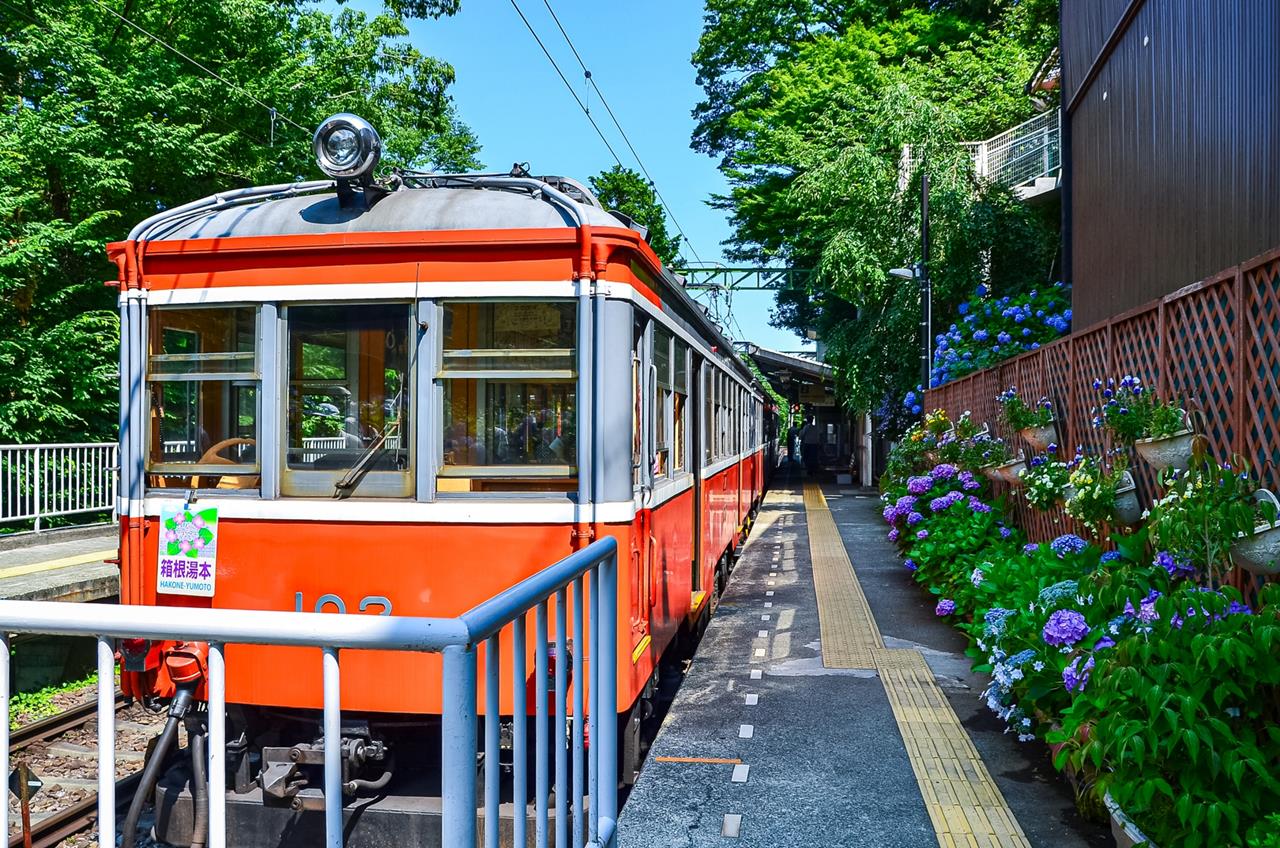 箱根登山鉄道 アジサイ