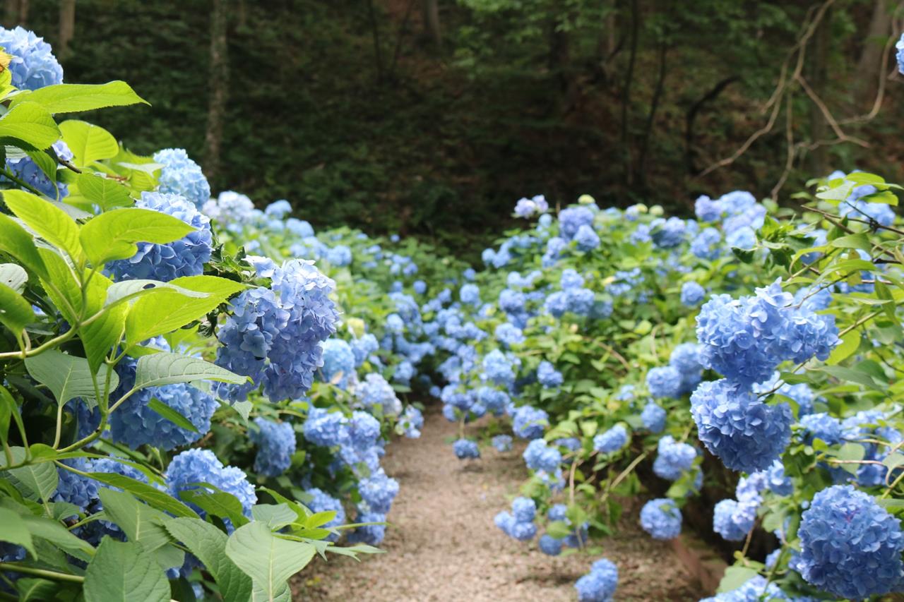 土合舘公園 アジサイ