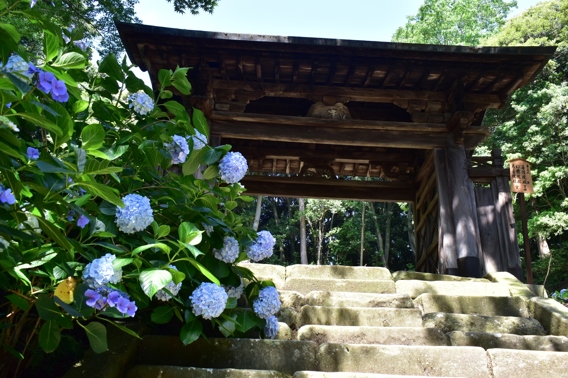 月照寺 アジサイ