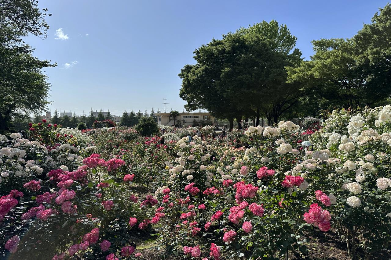 金沢南総合運動公園 バラ