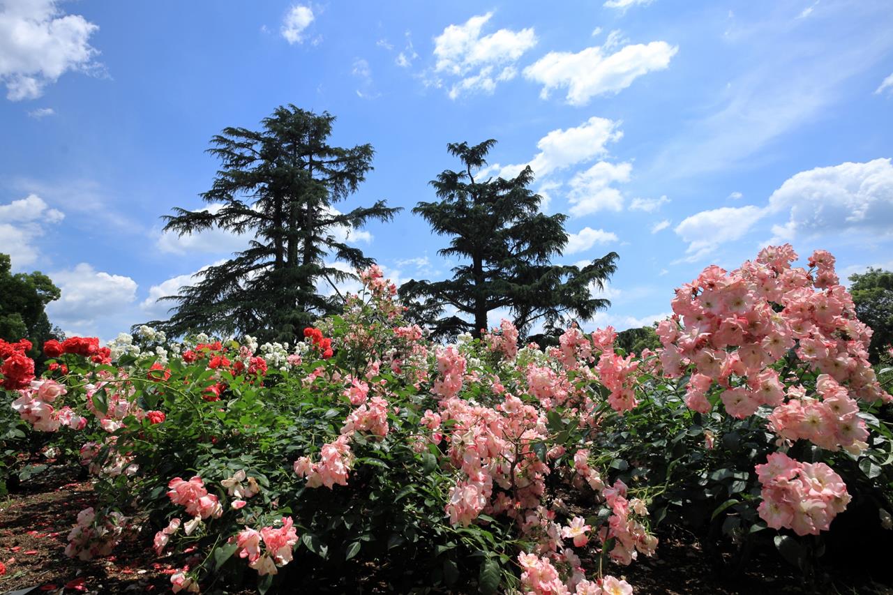 京都府立植物園 バラ