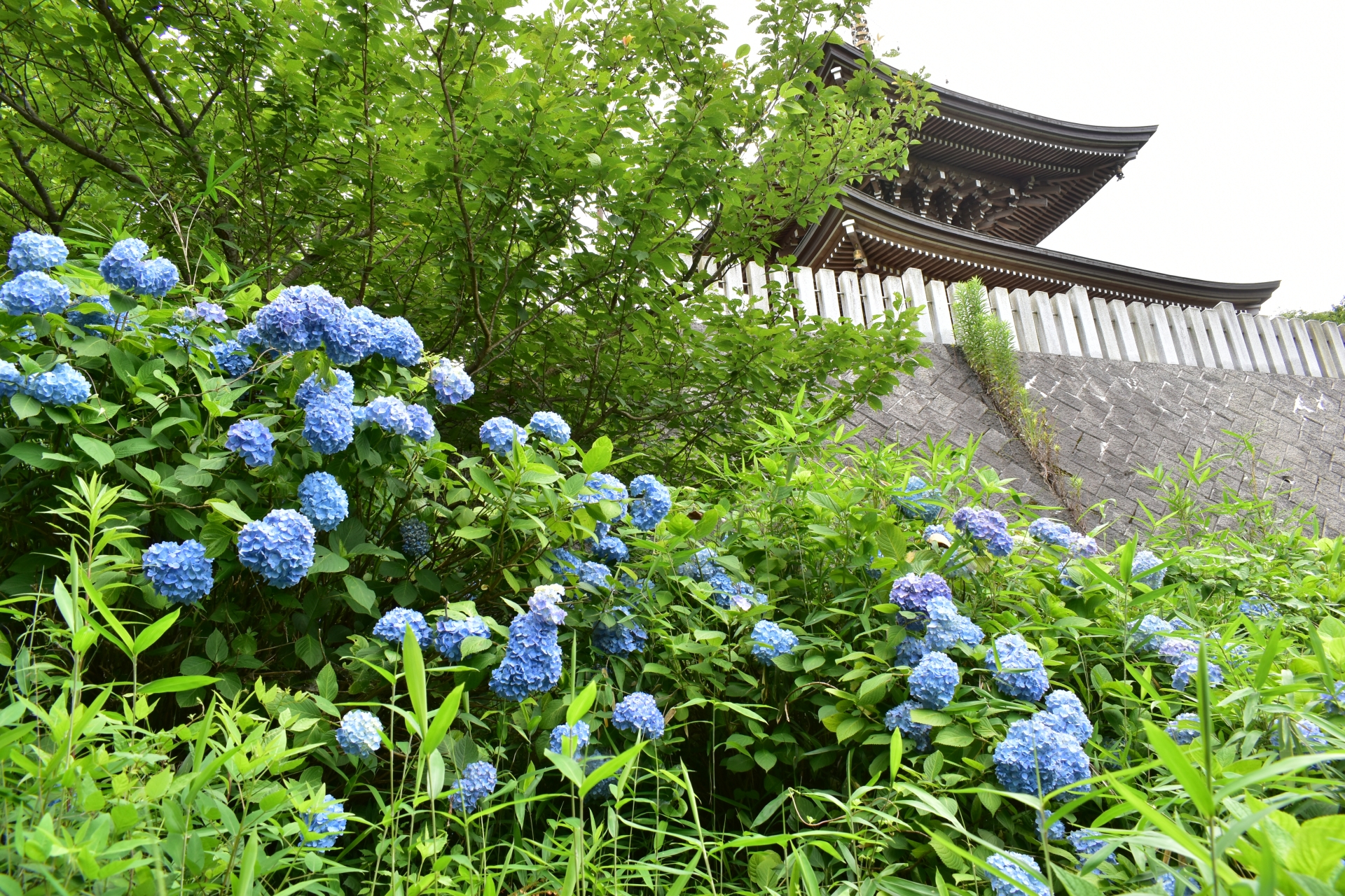 美咲花山園 アジサイ