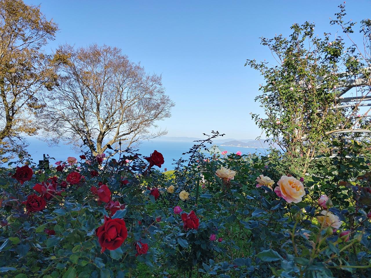 レインボーライン山頂公園 バラ