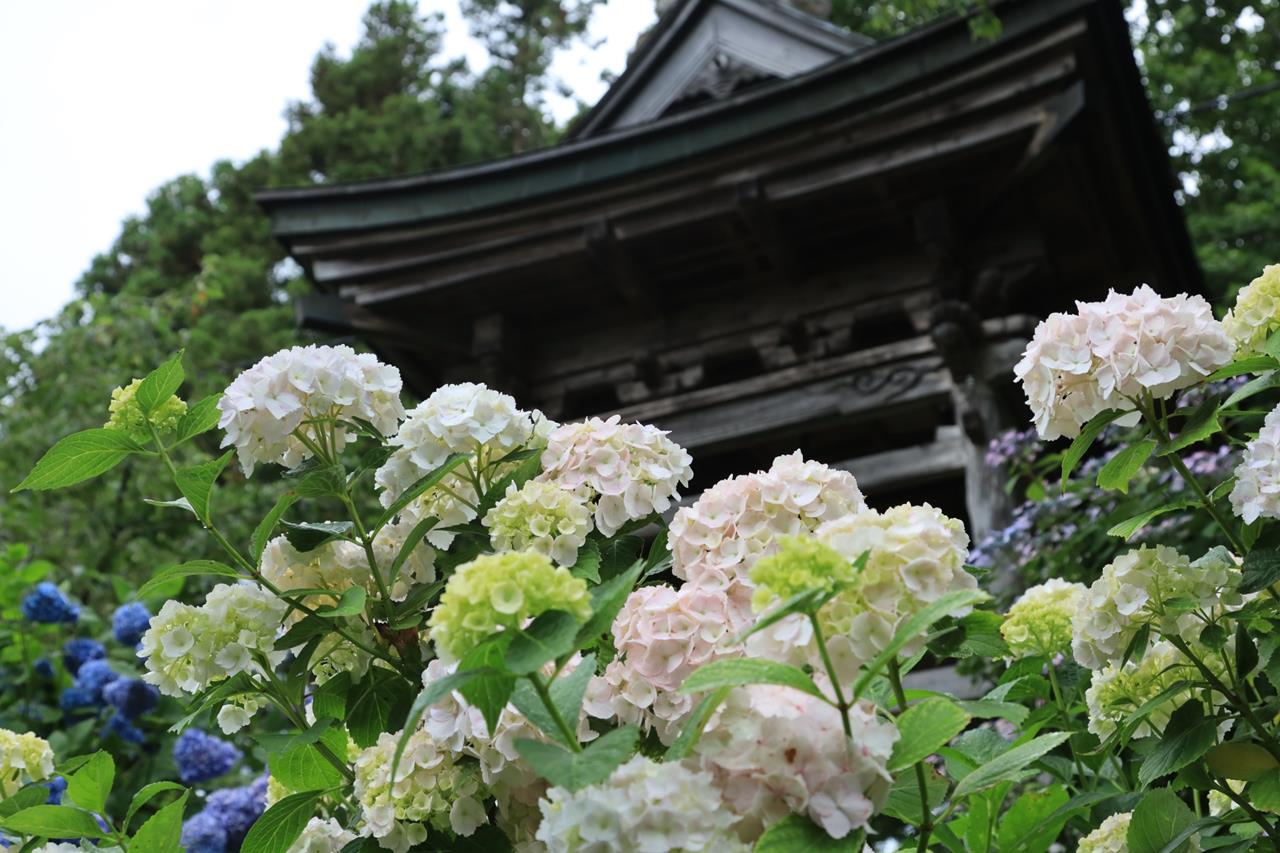 有珠善光寺 アジサイ