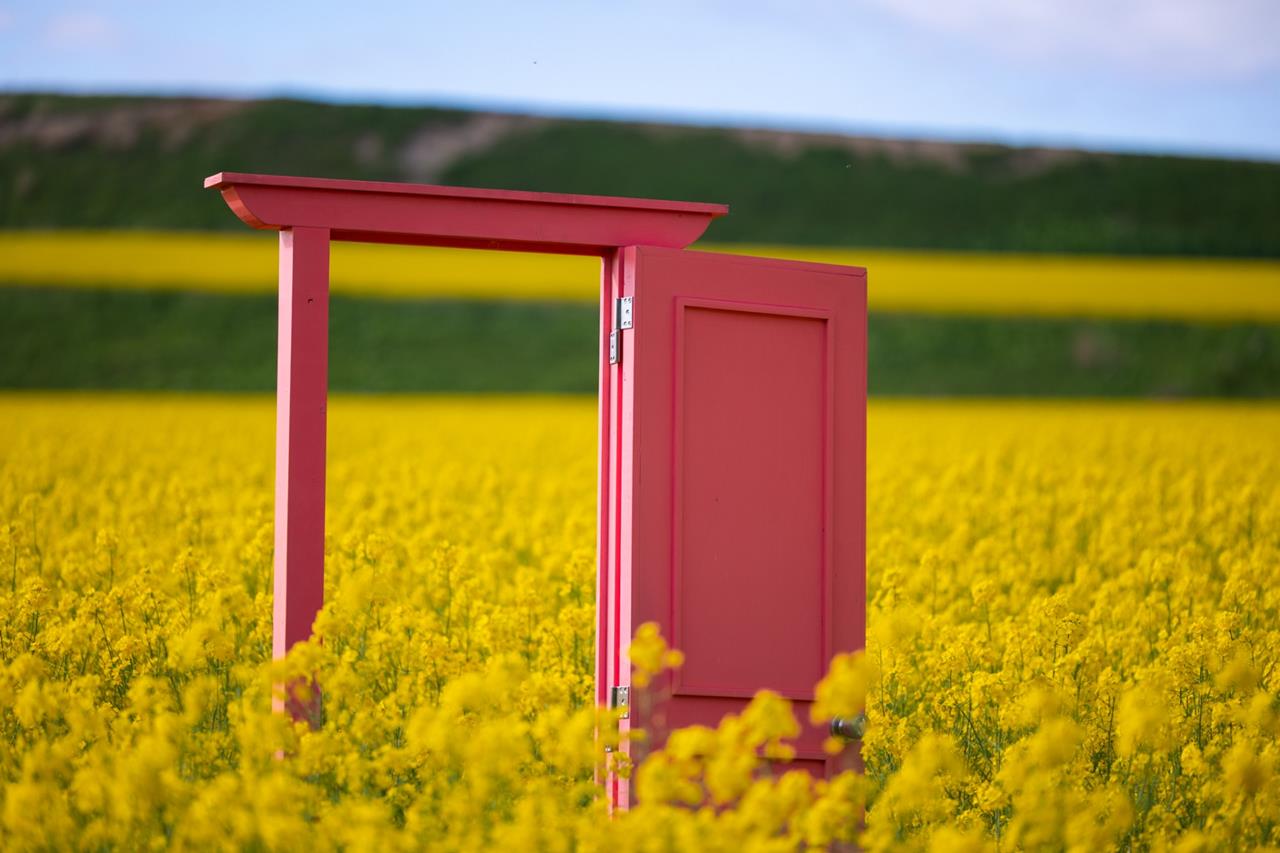 安平町 菜の花畑