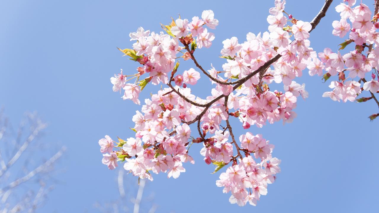 桜