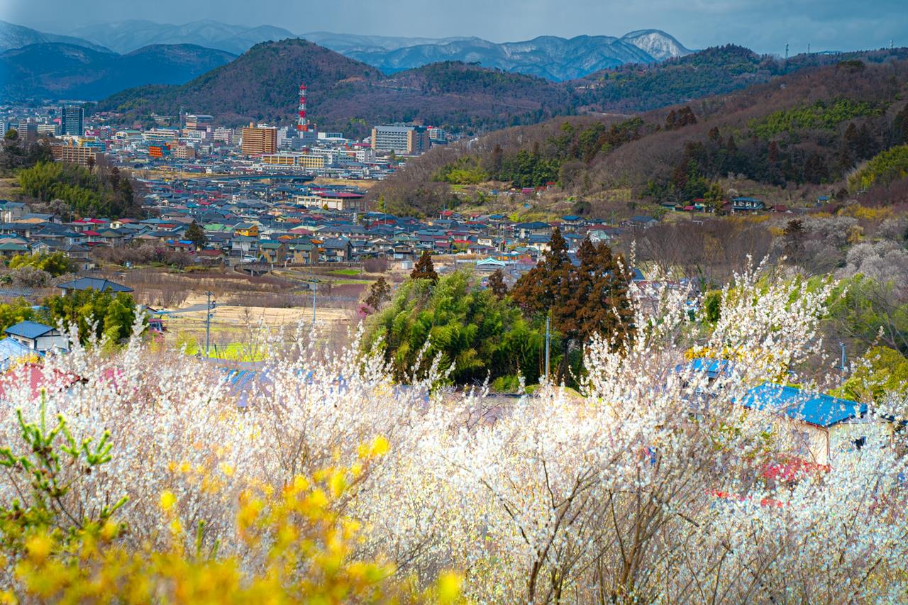 花見山公園 梅