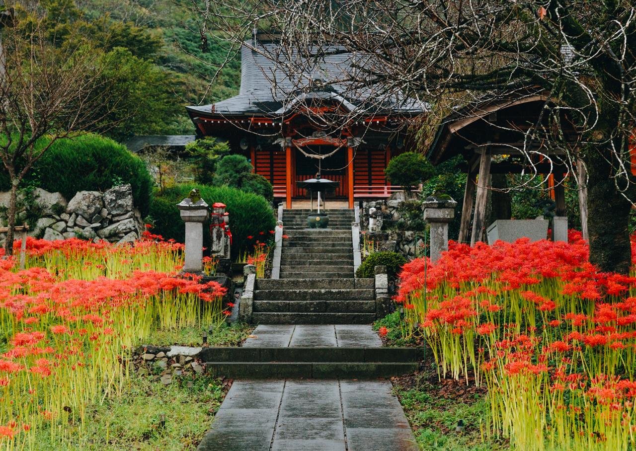 常楽寺 彼岸花