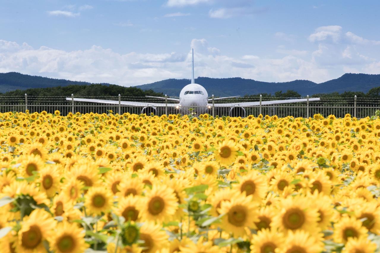 女満別空港 ひまわり