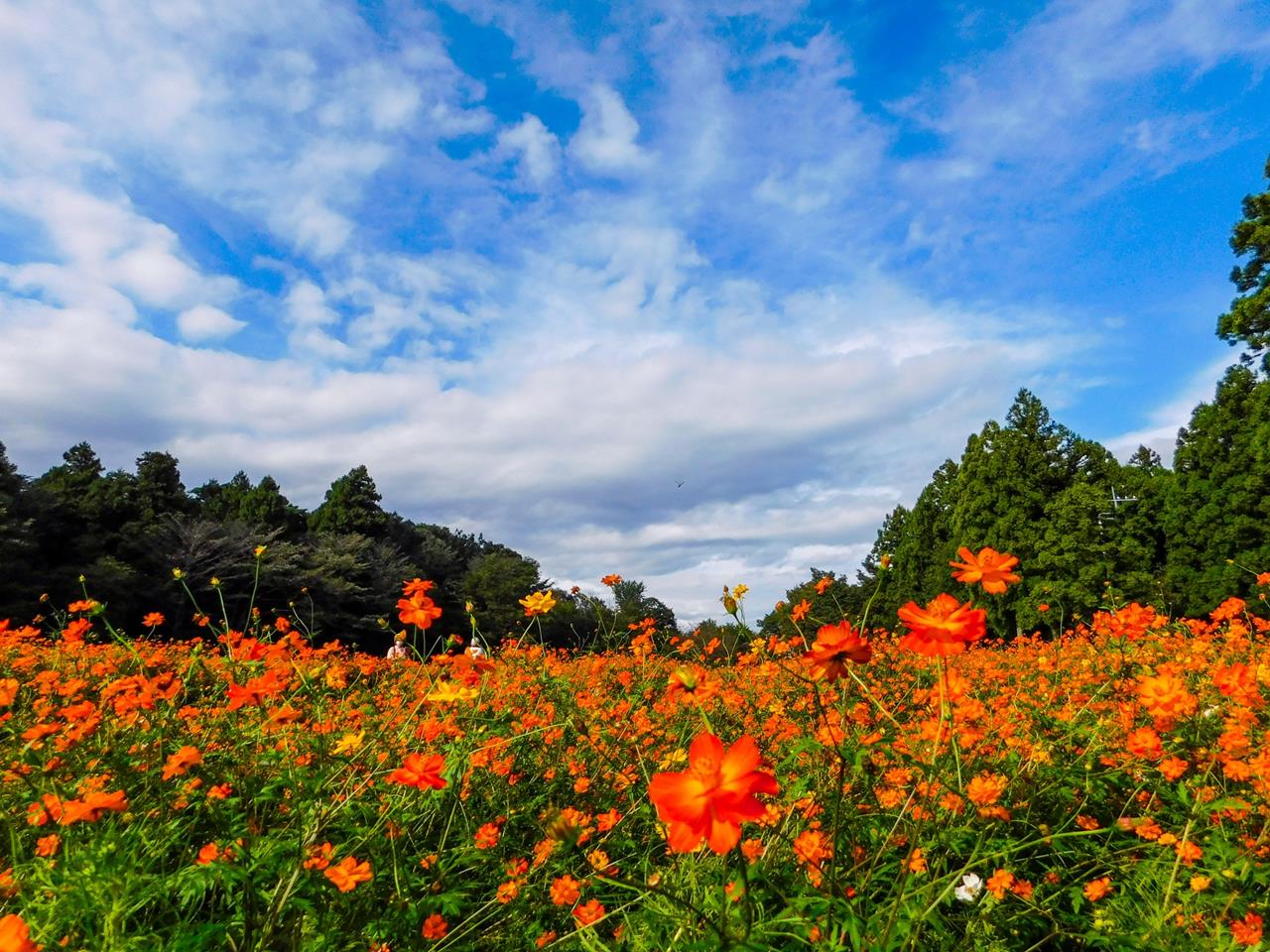 明治の森 コスモス