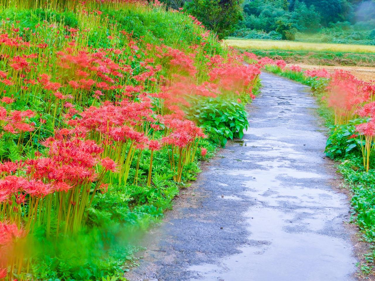 簑沢彼岸花公園