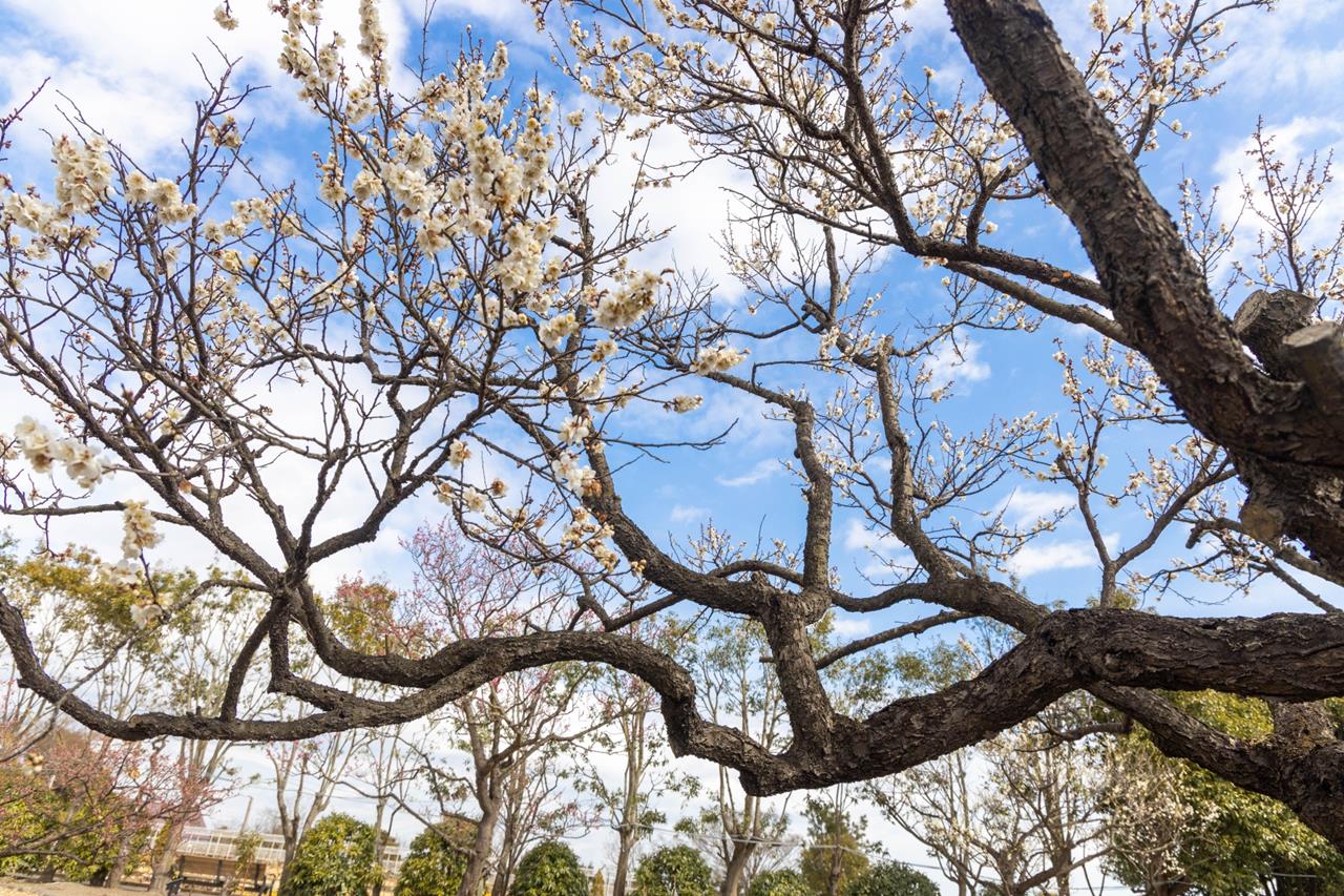 せんだい農業園芸センター 梅