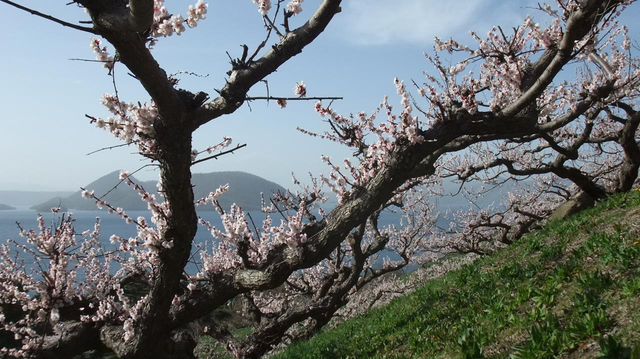 壮瞥公園 梅