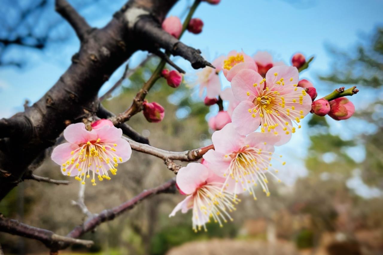 榴岡公園 梅