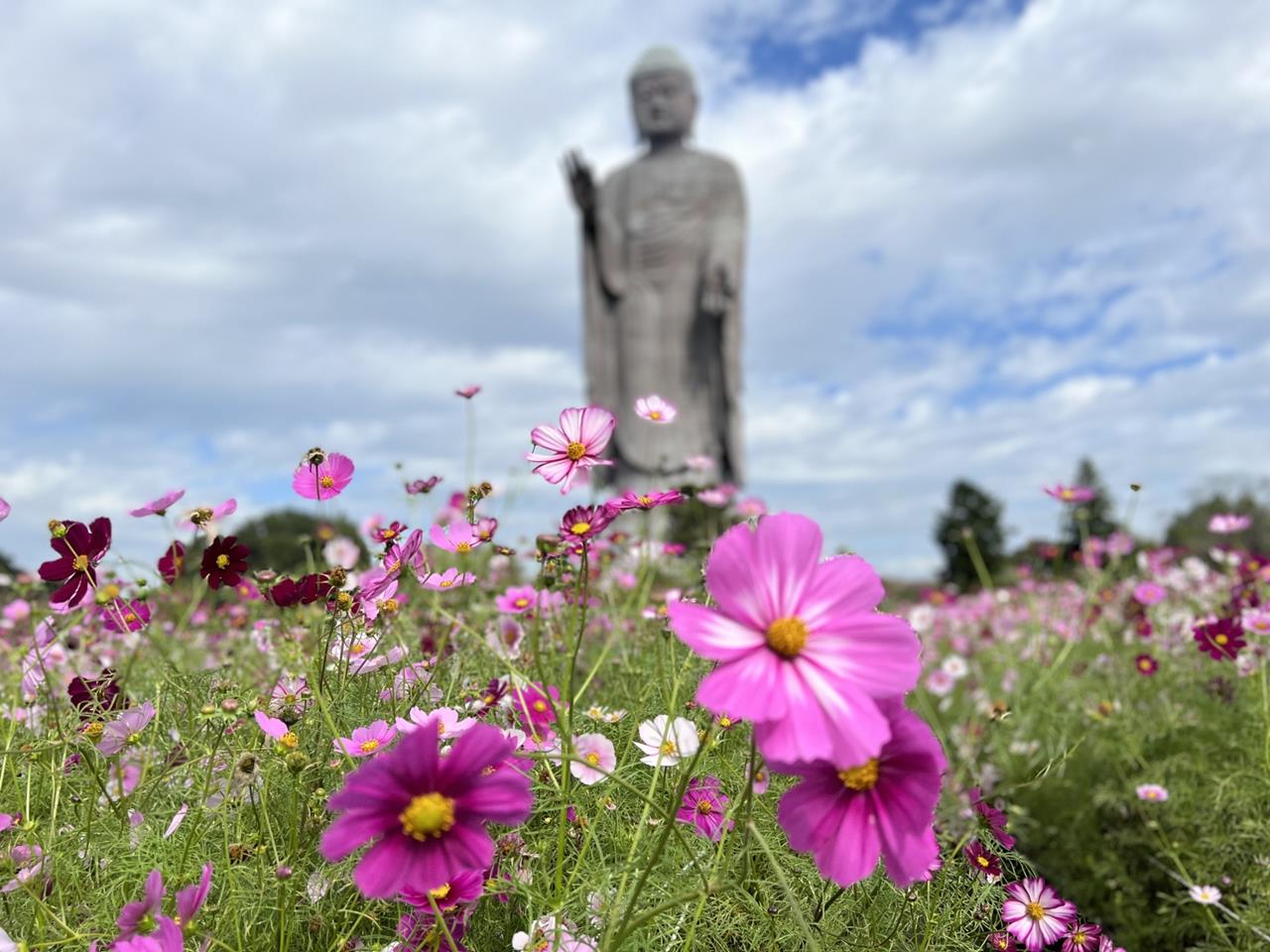 牛久大仏 コスモス