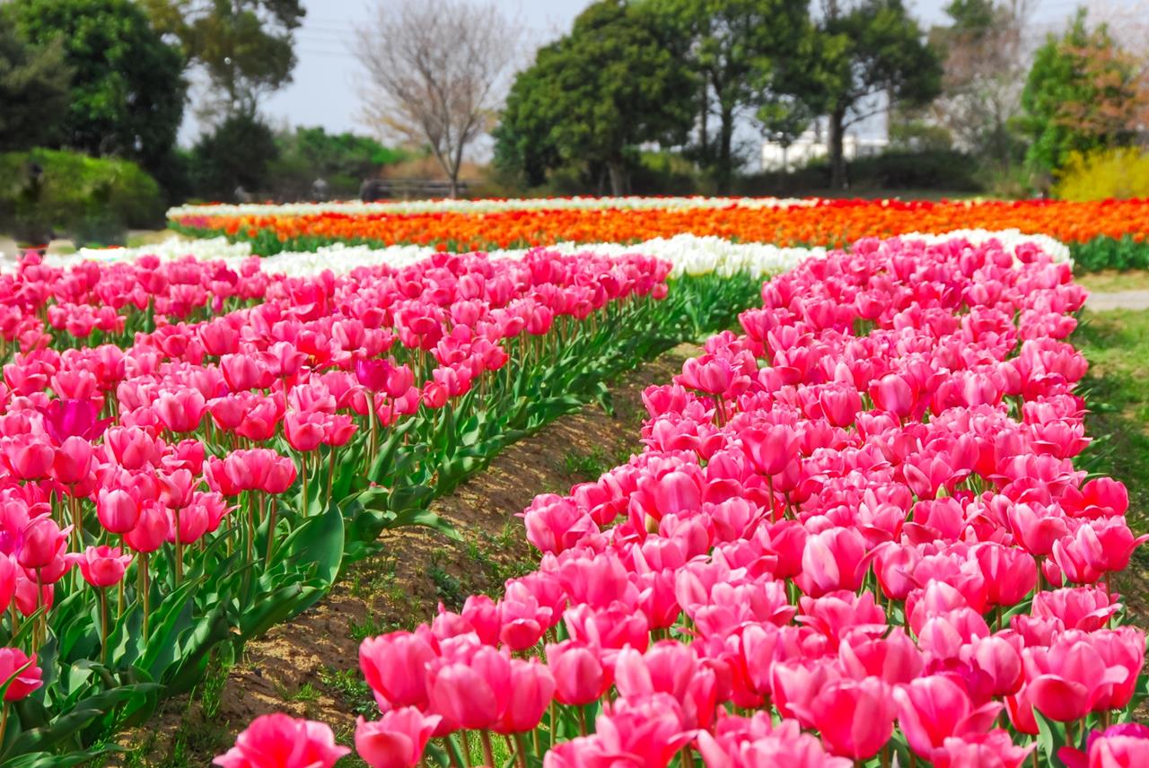 和田公園 チューリップ