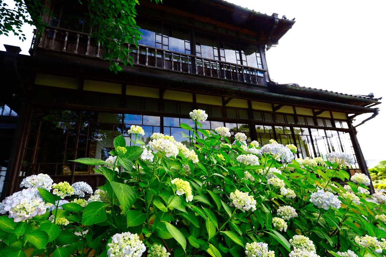 山神社 アジサイ