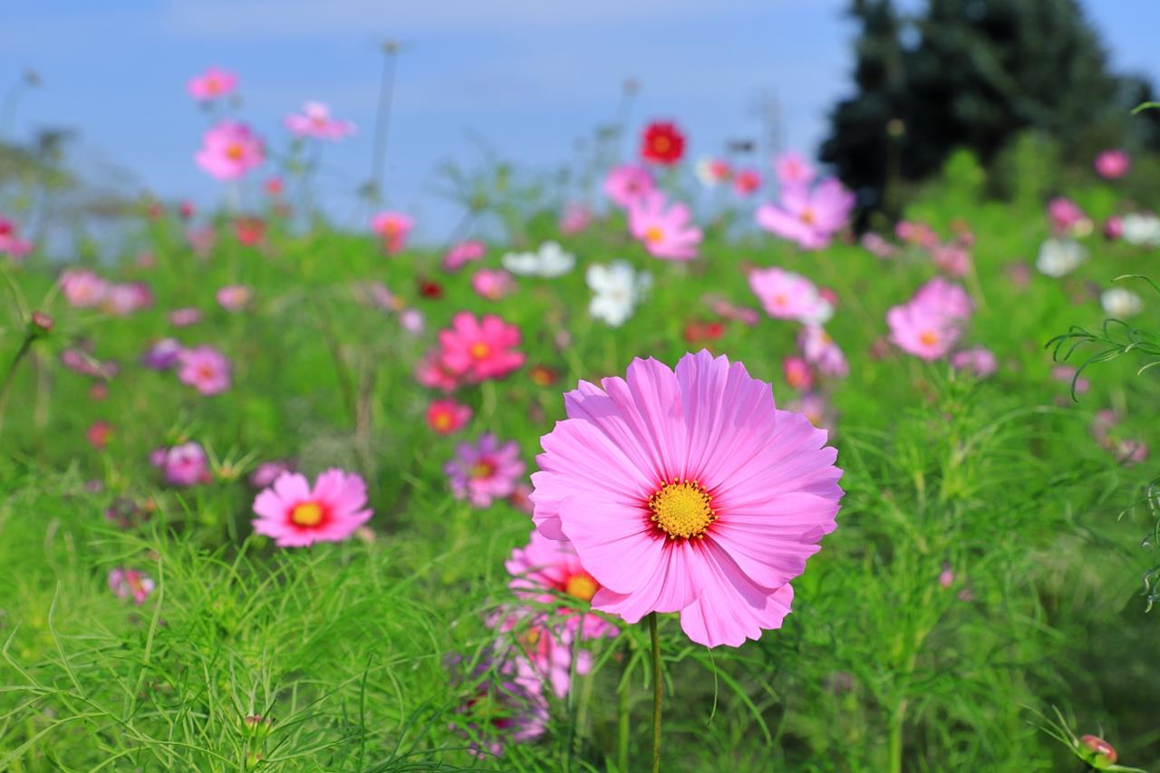 百合が原公園 コスモス