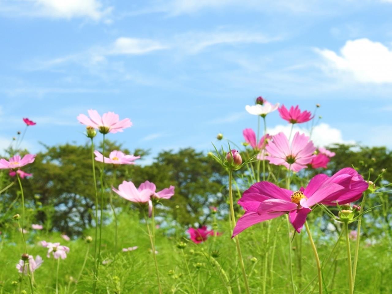 御本丸公園 コスモス