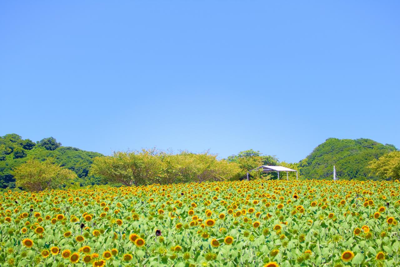 観光農園 花ひろばのひまわり