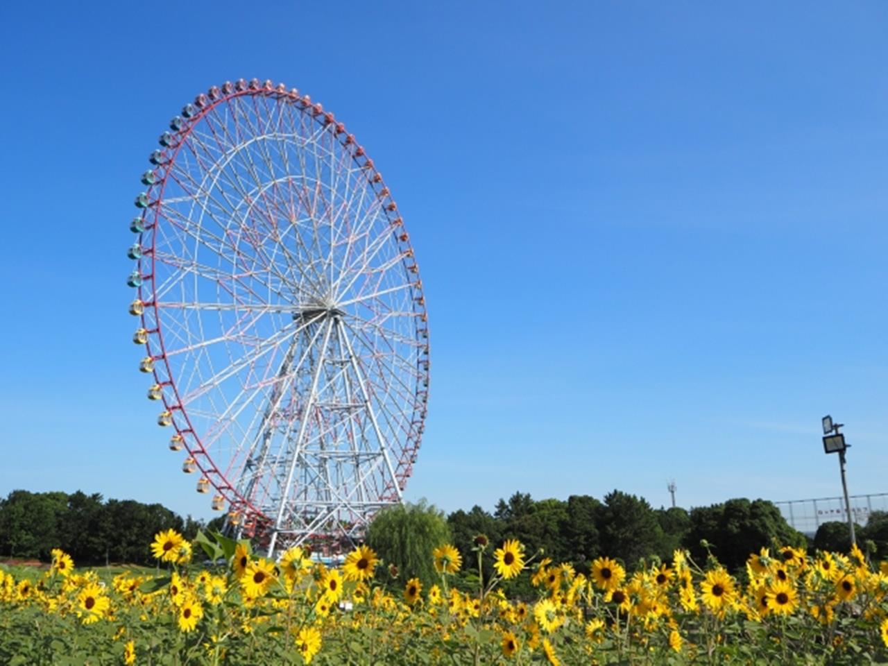 葛西臨海公園 ひまわり